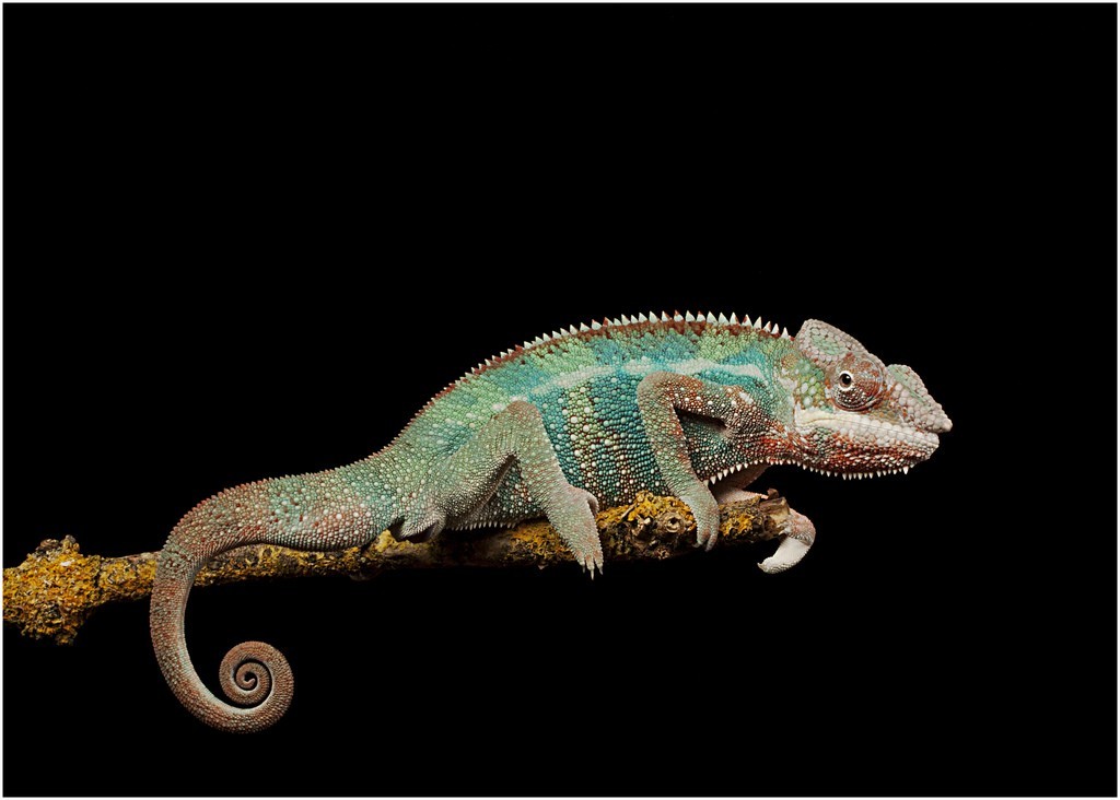 Introducing the InMobi Chameleon Award for Excellence in Native Advertising